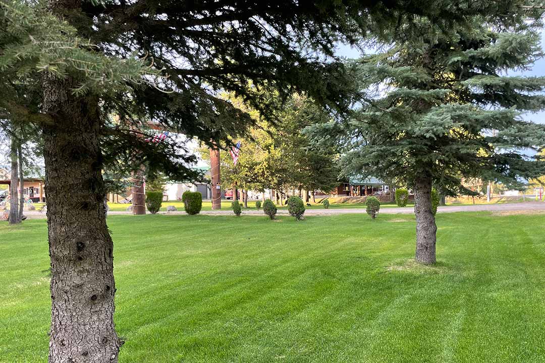 Manicured lawn at Yellowstone Lux with mature pine trees, sculpted shrubs, and lodge buildings in the distance under blue sky
