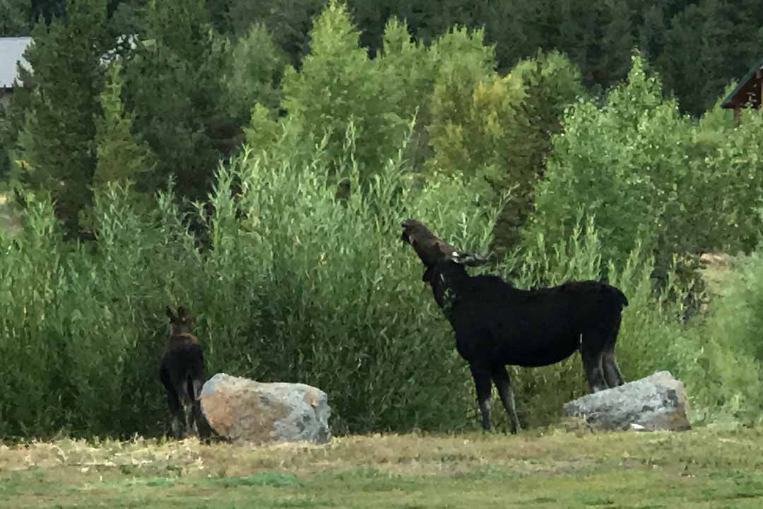 Cow moose and calf grazing on willows along the meadow's edge near the resort