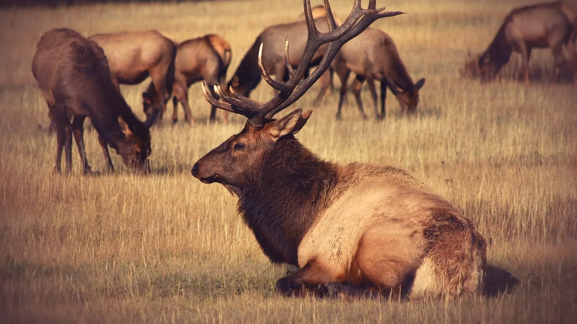 Elk can be spotted in Yellowstone Country also!