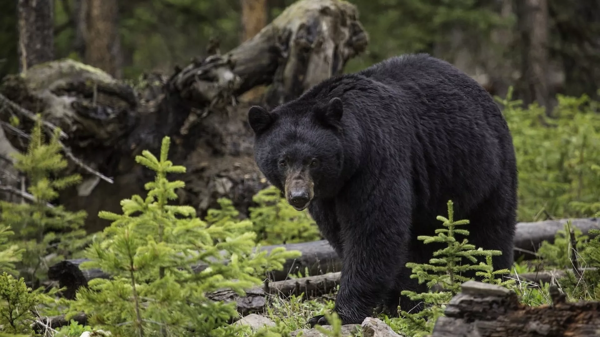Bears can be spotted during your stay if you have a careful eye.