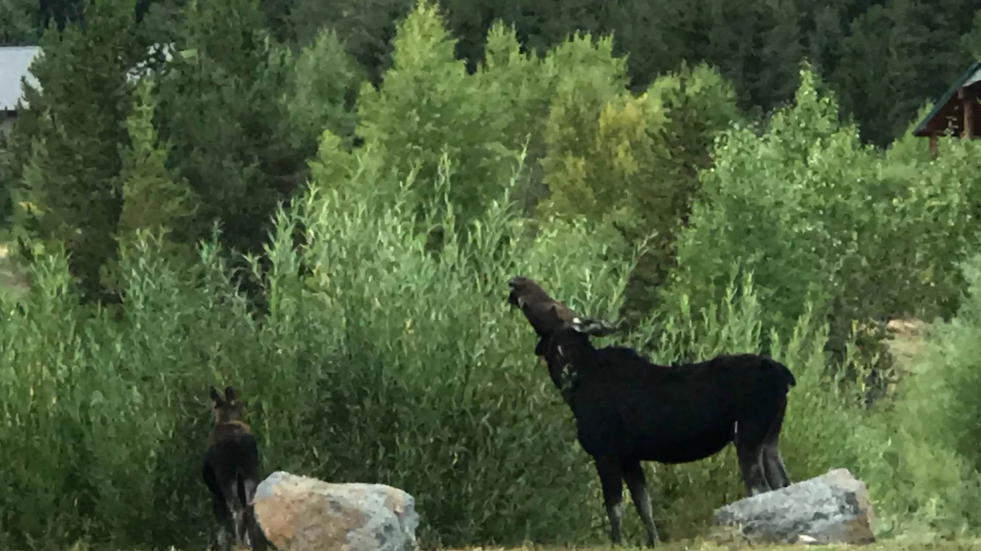 Keep your eye sharp. You may see a local moose.