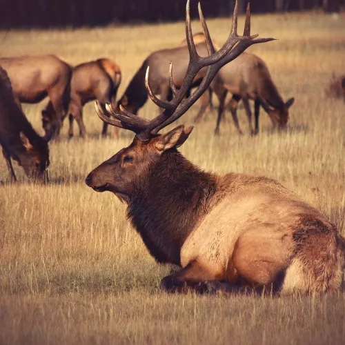Elk can be spotted in Yellowstone Country also!