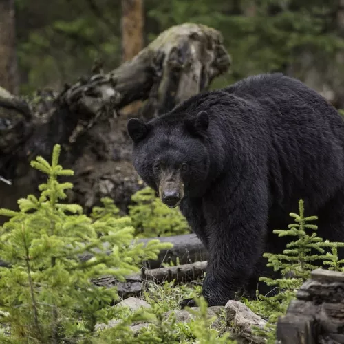 Bears can be spotted during your stay if you have a careful eye.