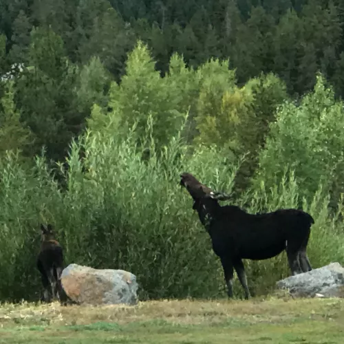 Keep your eye sharp. You may see a local moose.