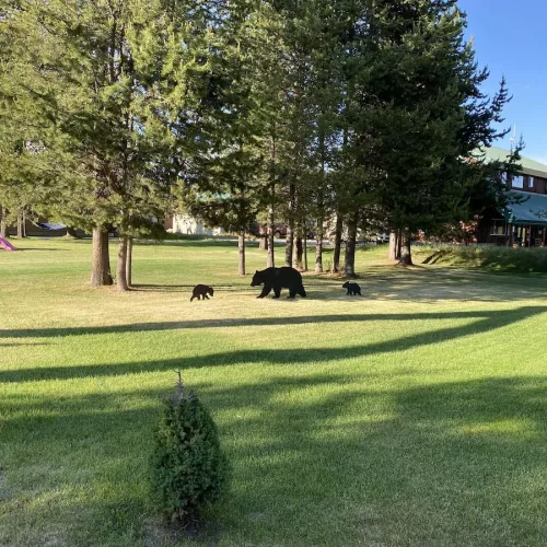 Large lawn located right next to the cabin to relax in the sun.